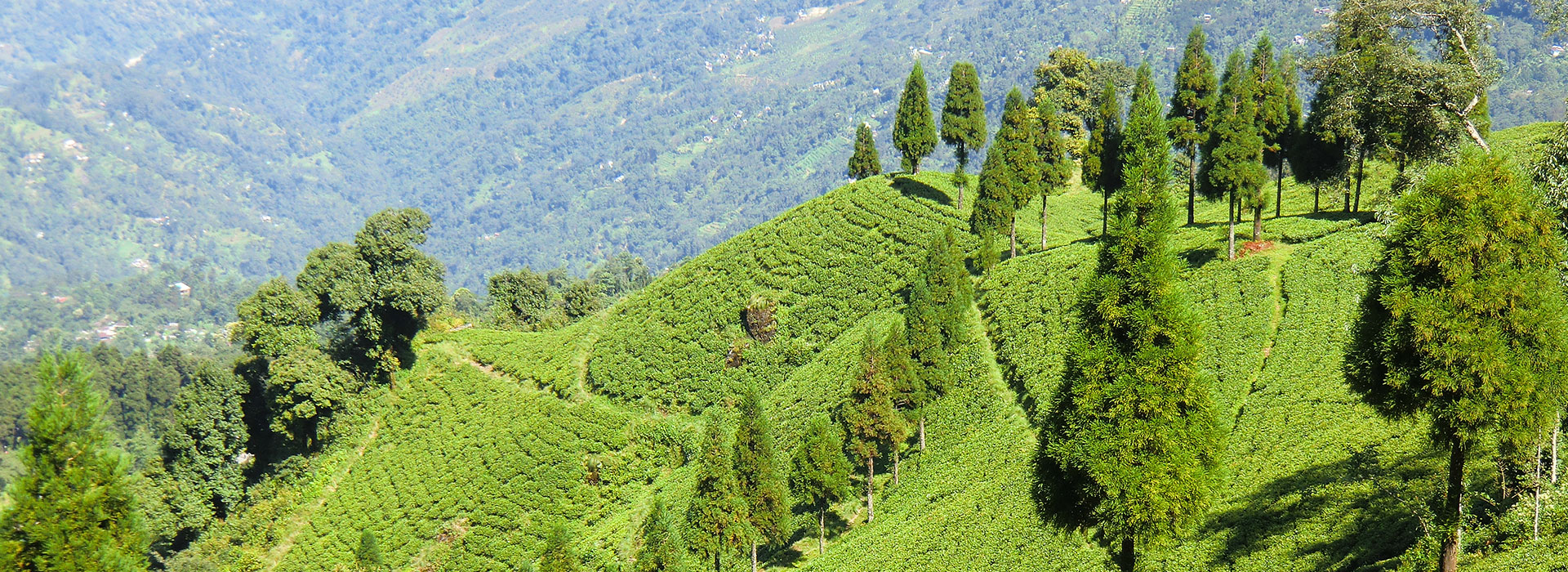 Darjeeling Delight Tour
